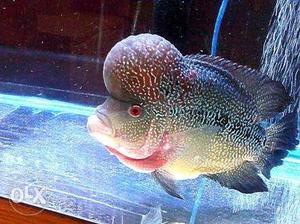 Monster kok imported king kml flowerhorn baby..