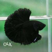 Moscow full black female & male for sale
