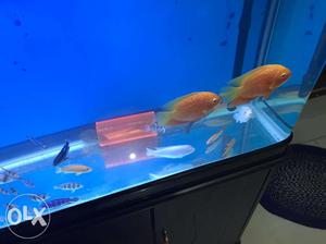 Multiple variety fishes for aquarium
