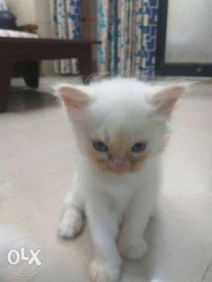 One month old Persian baby cat for sale at just