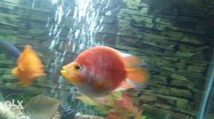 Orange And White Fish With Fish Tank