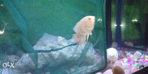 Oscar fish size 3 inches im selling urjently