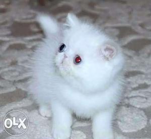 Percent pure white Persian kitten for sale cash