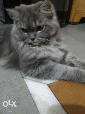 Percian male cat "oscar".. available for mating