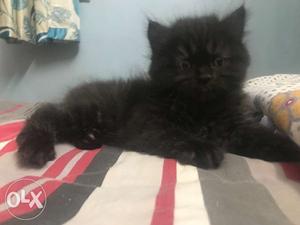 Persian Kitten black Fluffy 1 month old (Price