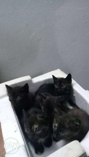 Persian Kittens for sale. Black, bicolor and