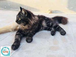 Persian and British cats available