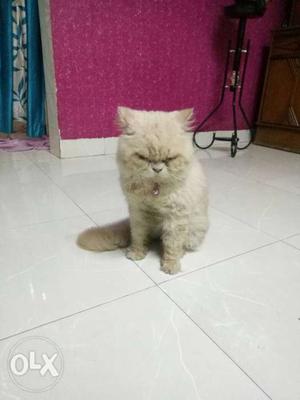 Persian cat 1.5 yr old male orignal persion cat