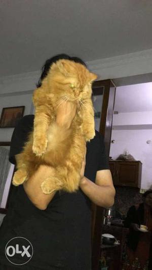 Persian cat 1 year old male. Toilet trained and