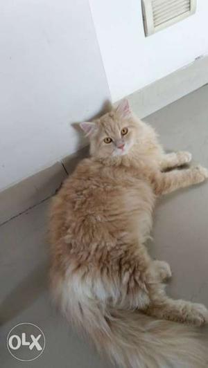 Persian cat 5 months old fir adoption contact