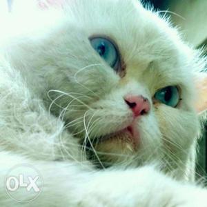 Persian cat male only 4 matting