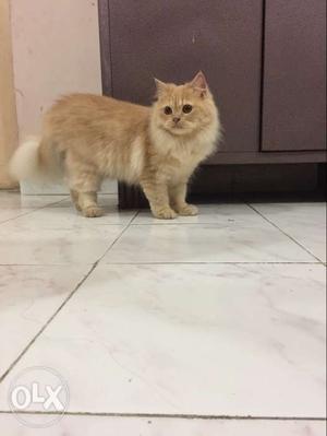 Persian female 1yr cat