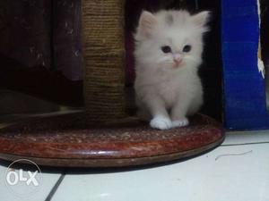 Persian female kitten with long hair and litter