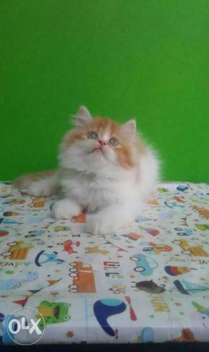 Persian kitten for sale all about Jodhpur cash on