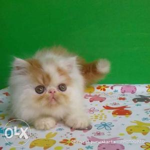 Persian kitten for sale cash on delivery all over