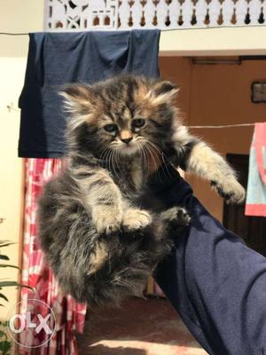 Persian kitten long fur age 55days