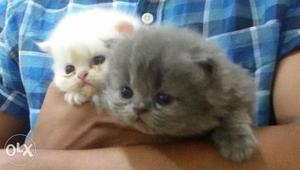 Persian kittens 50 days old..