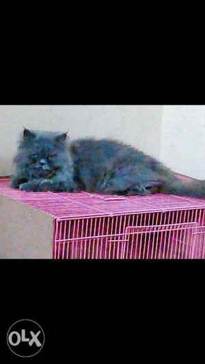 Persion cat kitten 6month old (female) grey colour original