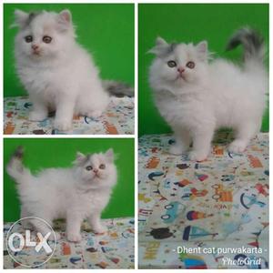 Potty trained triple coated white colour Persian