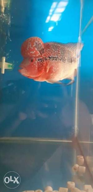 Pprs male flowerhorn for sell.bright colour n