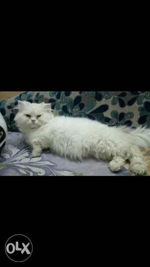 Pure persian male cat,15 months old, playfull,