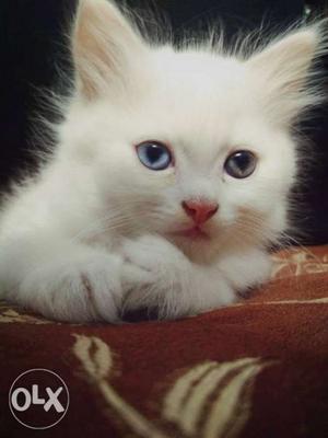 Purely white persian cat with different eyes blue & green