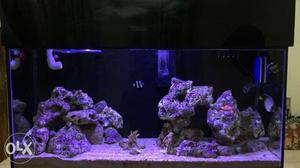 Purple And Black Fish Tank