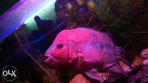 Purple And Yellow Fish In Fish Tank