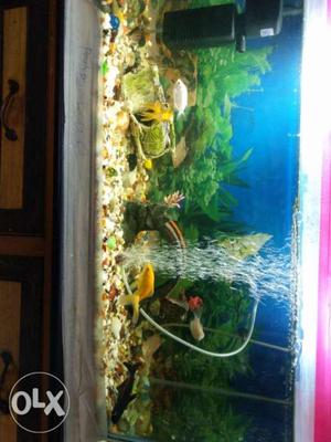 Rectangular Framed Fish Tank 2.5' foot