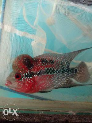 Red Chilly SRD flower horn fish show quality