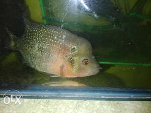 Red Dragon Flowerhorn Fish for sale at best prize