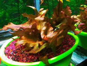 Red Dwarf lili 80Rs/plant and Altenenthra Reniki