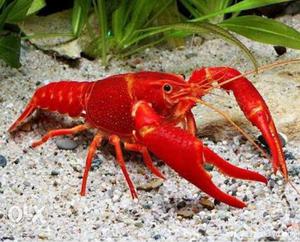 Red Lobster/Crayfish Aquarium one piece at 450rs