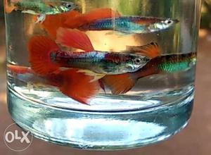 Red Tuxido Guppy For Sale Near At Kottayam