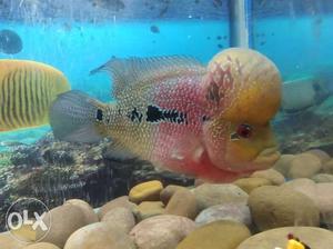 Red, Yellow, And Black Flowerhorn Fish