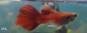 Red guppies pair for sale at low cost