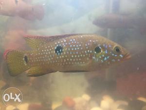 Red jewels pair of fish 3.5 inch for sale in active