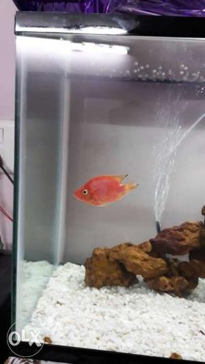 Red parrat fish active