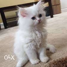 SO CUTE PURE white color pure persian kitten cASH ON