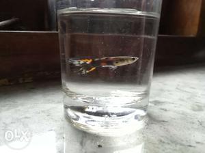 Select a wide variety of guppy pair