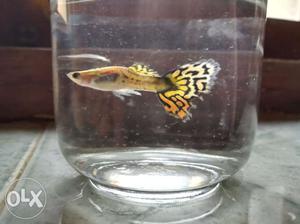 Select from a wide variety of guppy pair