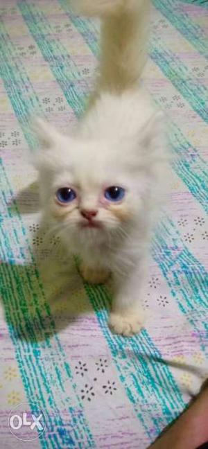 Semi ounch dark blue eyes kitten available
