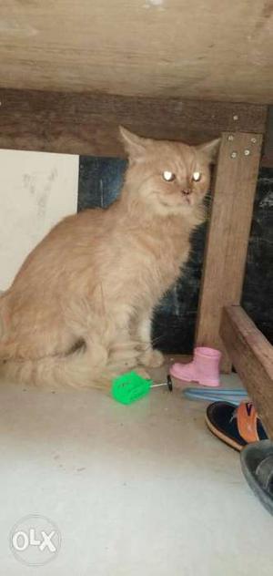 Semi punch face male persian for sale urgently