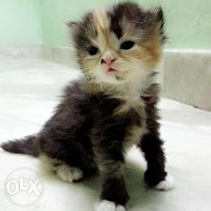 Semipunch Calico female kitten for sale
