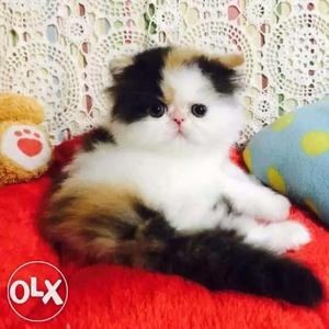 So cute Blue Eyes white Persian kitten for sale