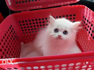 So cute persian kitten for sale cash on delivery very cheap