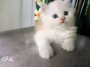 So cute persian kitten for sle in jaiPUR