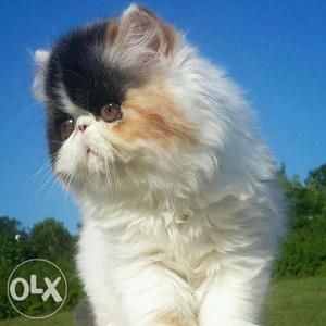 So cute pure persian kitten cash on delivery