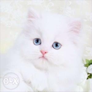 So cute pure persian kitten for sale in all india delivery