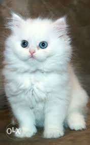 So cute pure persian kitten very cheap price avalible